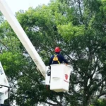 Palm Tree Trimming Boca Raton: What We've Learned Trimming Thousands of Palms | Expert Tree Services, Palm Trimming, & Tree Care in Lake Worth & Palm Beach County | Palm Tree Trimming Boca Raton | Palm tree trim and pruning guide for homeowners and businesses - save $25k! Satisfaction guaranteed with Tree Maid professional tree service Delray Beach. |%org_url%