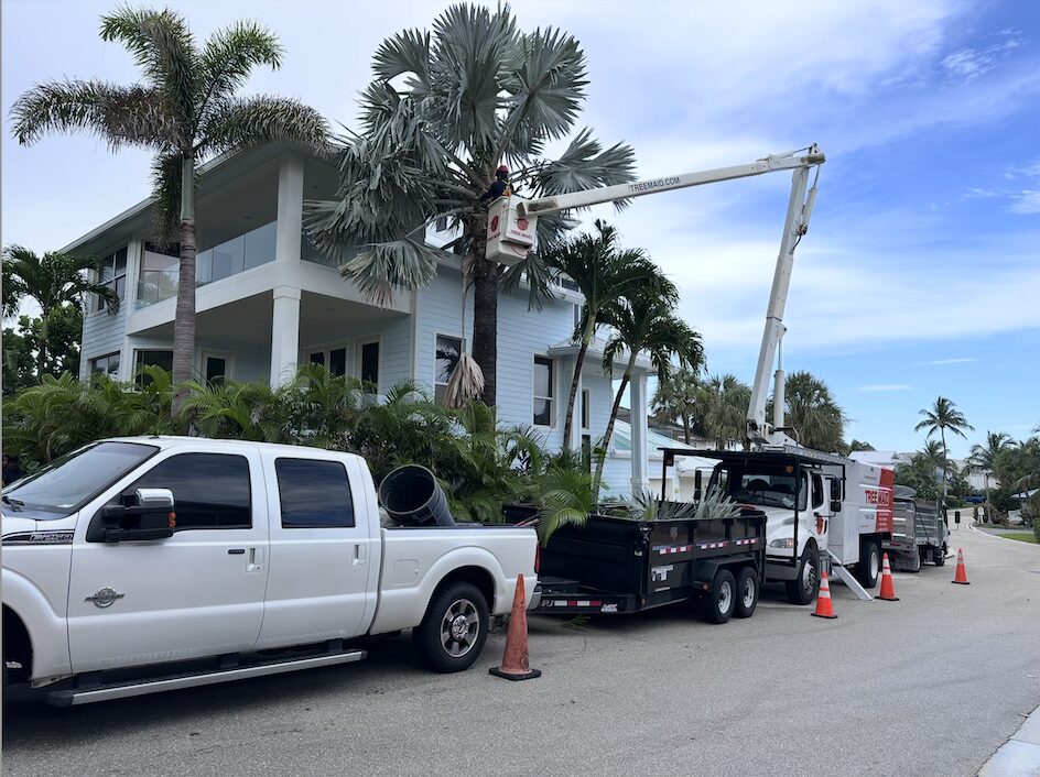 Tree Trimming Delray Beach. Tree trimming with workers and truck for Tree Maid Tree trimming and tree removal near you