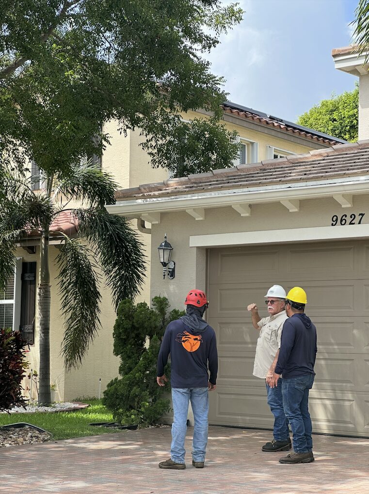 Tree Maid tree service team evaluation for tree removal and palm trimming