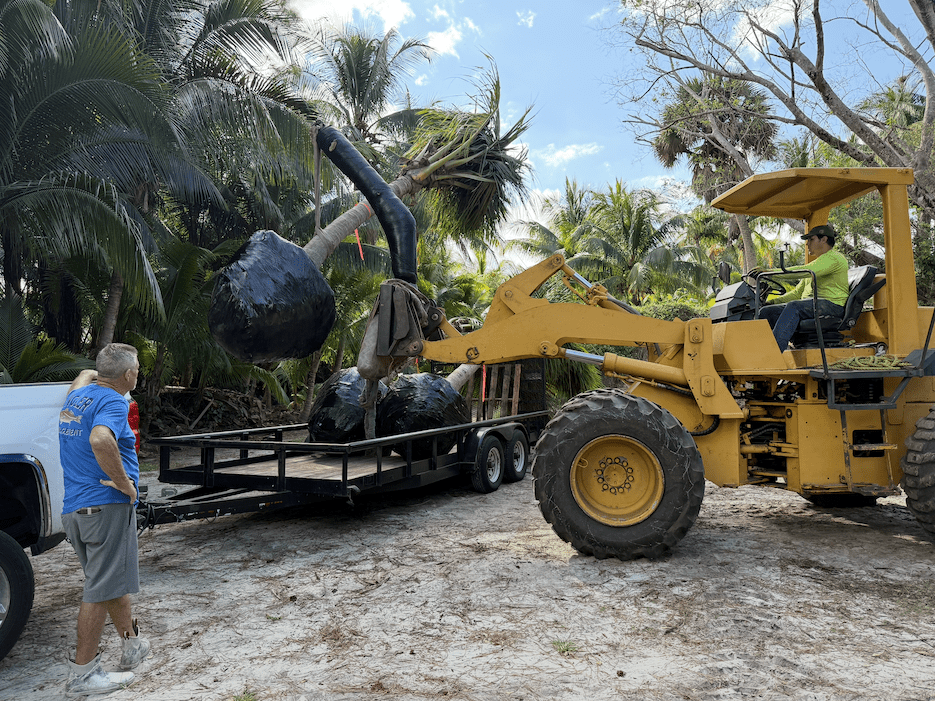 Tree Maid Palm Tree Relocation & Sourcing in Palm Beach County, FL