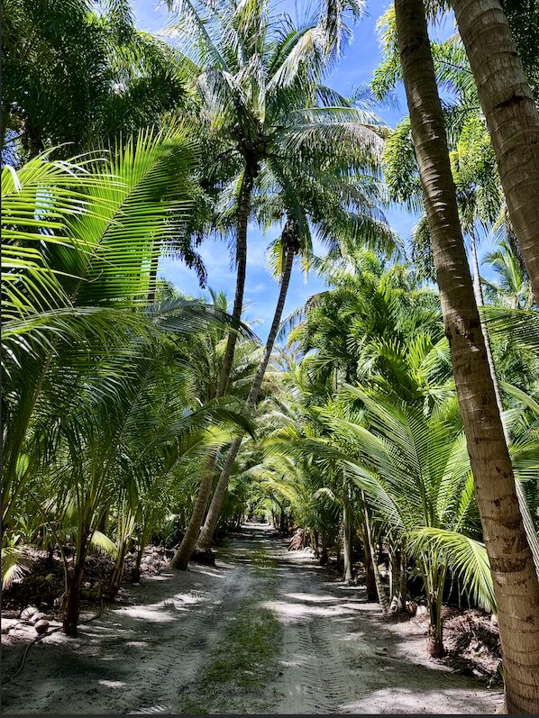 Sourcing mature trees in Lake Worth Beach, FL with Tree Maid Tree Service that are transplanted and installed with our sister company