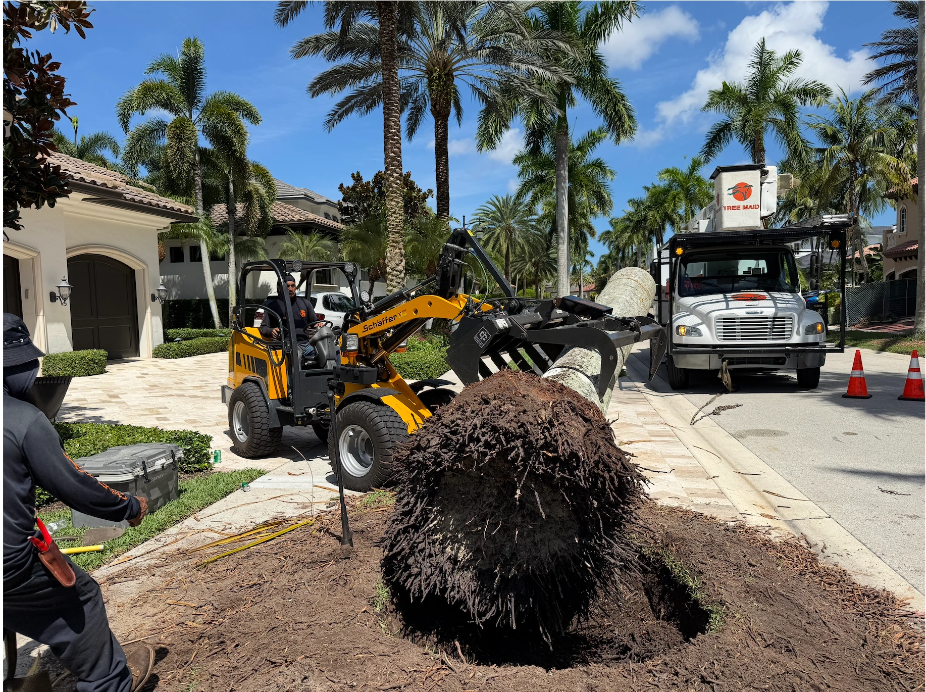 Tree removal near Lake Worth, FL community handled by Tree Maid Tree Service