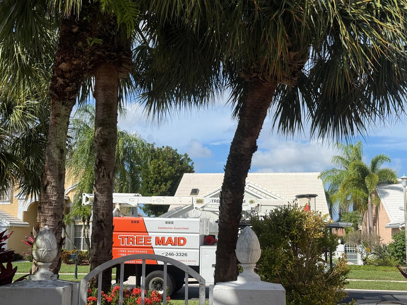 Residential palm trimming , tree removal, and HOA tree maintenance in Palm Beach County by Tree Maid Tree care