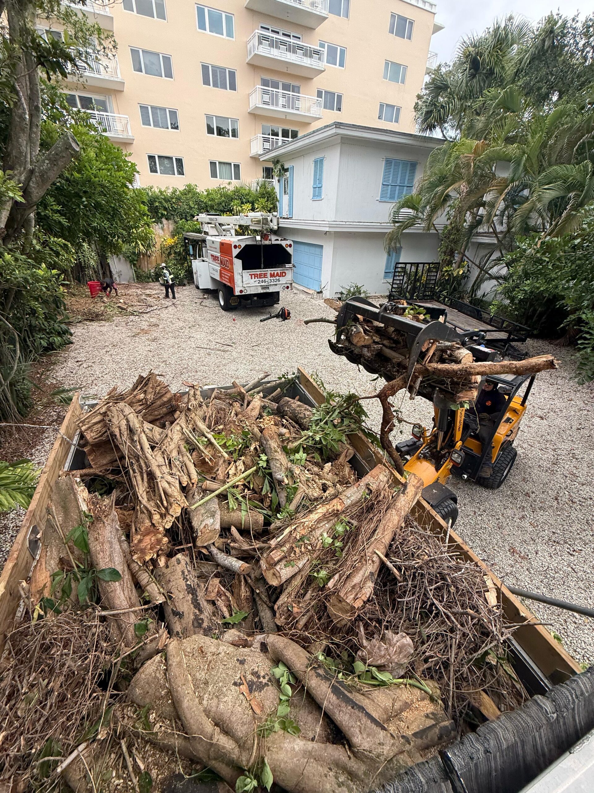 Tree Maid Tree Service Truck Tree Remova in Palm Beach County, FL