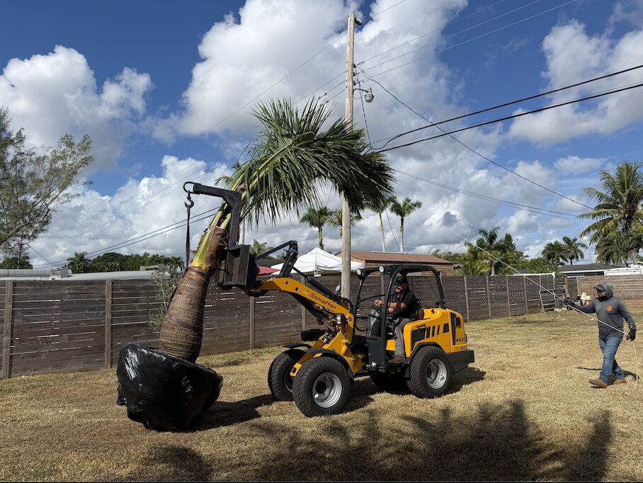 Palm tree relocation and tree removal by Tree Maid tree services