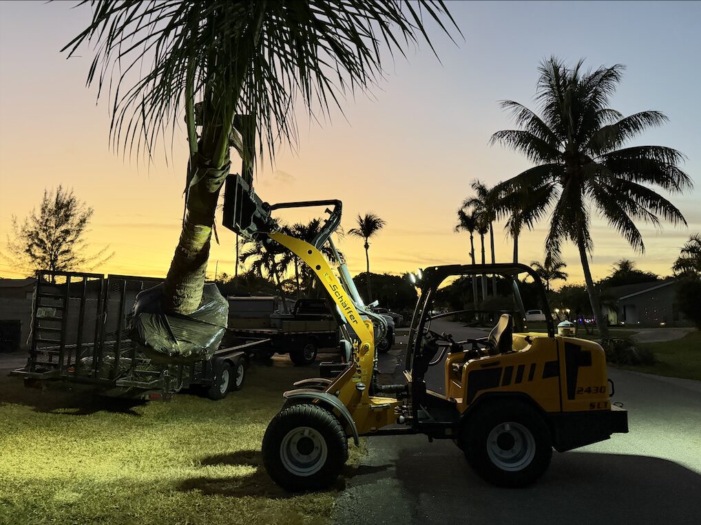 Palm tree relocation and tree removal by Tree Maid tree services