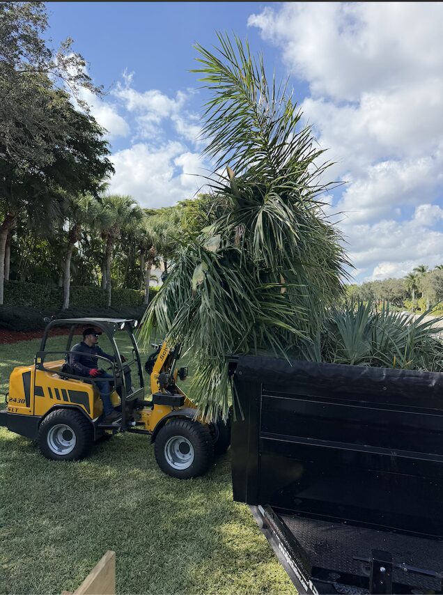 Palm tree trimming and yard cleanup by Tree Maid tree services