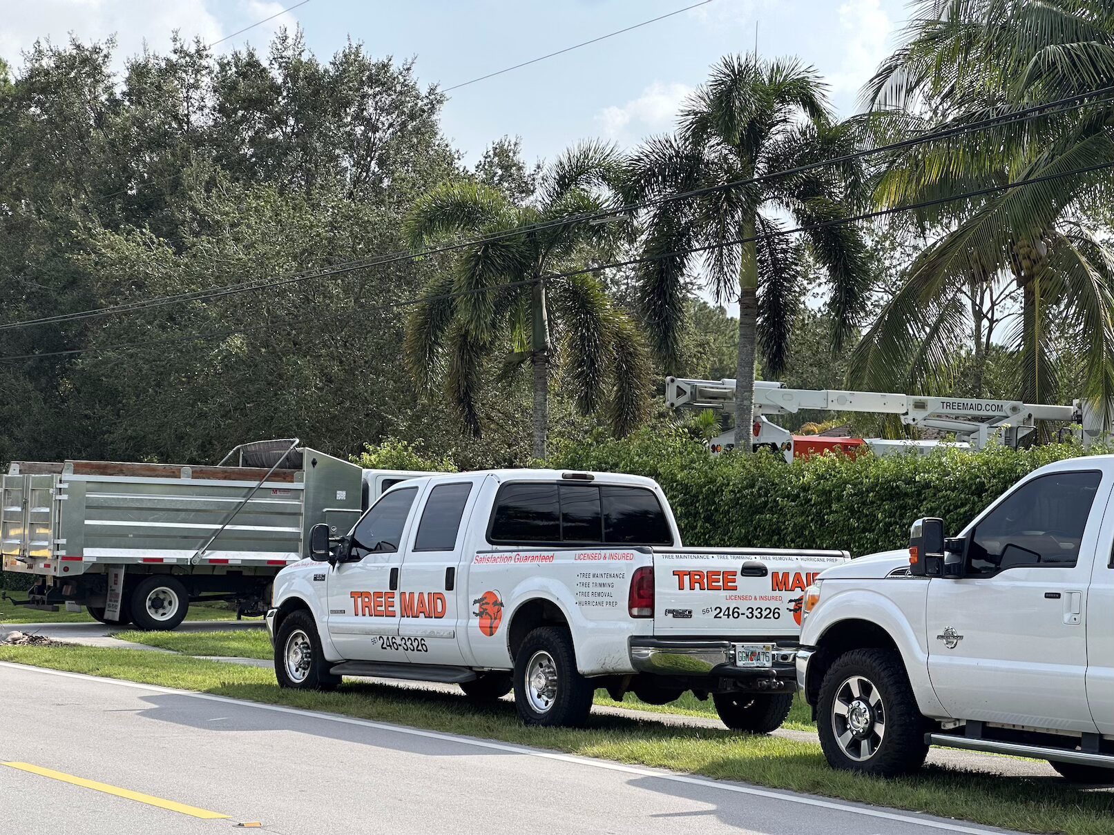Professional Tree Removal Boynton Beach and Tree Service Boynton Beach by Tree maid