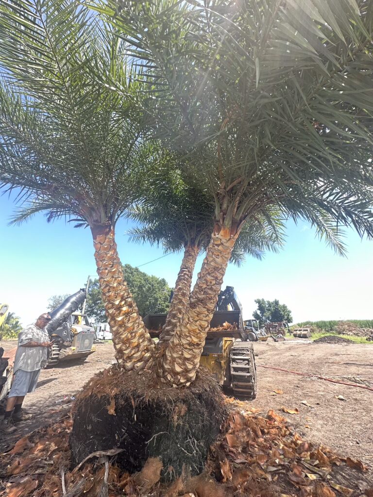 Professional Tree Removal Lake Worth, Delray Beach, Boca Raton, & Boynton Beach - Satisfaction Guaranteed by Tree Maid