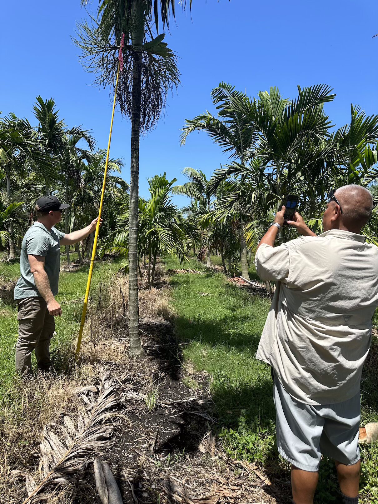 Tree service and assessment by Tree Maid for palm trimming Singer Island and in Palm Beach County.