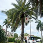 Palm Tree Trimming Boca Raton: What We've Learned Trimming Thousands of Palms | Expert Tree Services, Palm Trimming, & Tree Care in Lake Worth & Palm Beach County | Palm Tree Trimming Boca Raton | Palm tree trim and pruning guide for homeowners and businesses - save $25k! Satisfaction guaranteed with Tree Maid professional tree service Delray Beach. |%org_url%