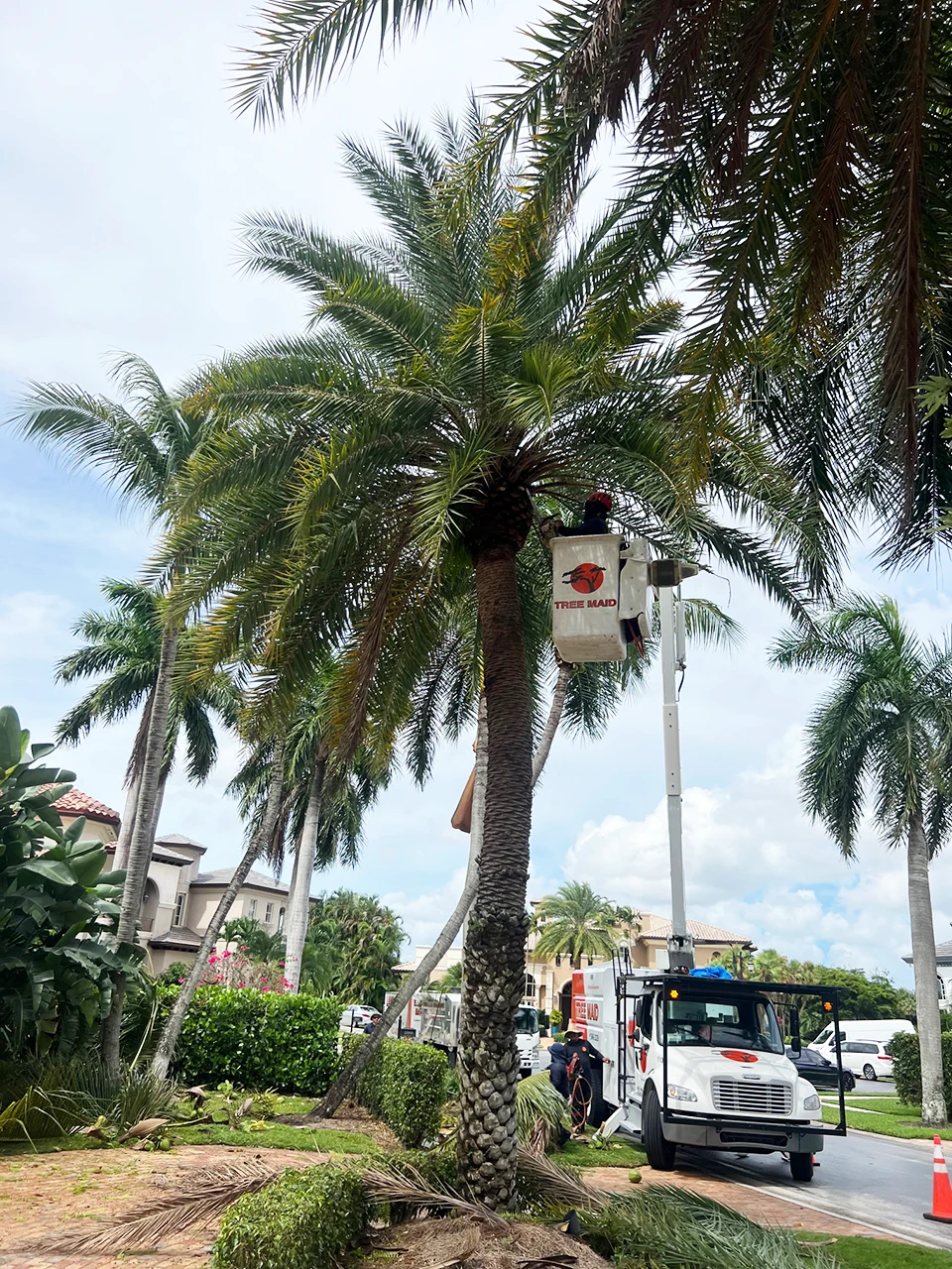 Tree Trimming Delray Beach. Professional palm pruning wellington, Fl by tree maid tree service for tree trimming, removal, and maintenance in Palm Beach County