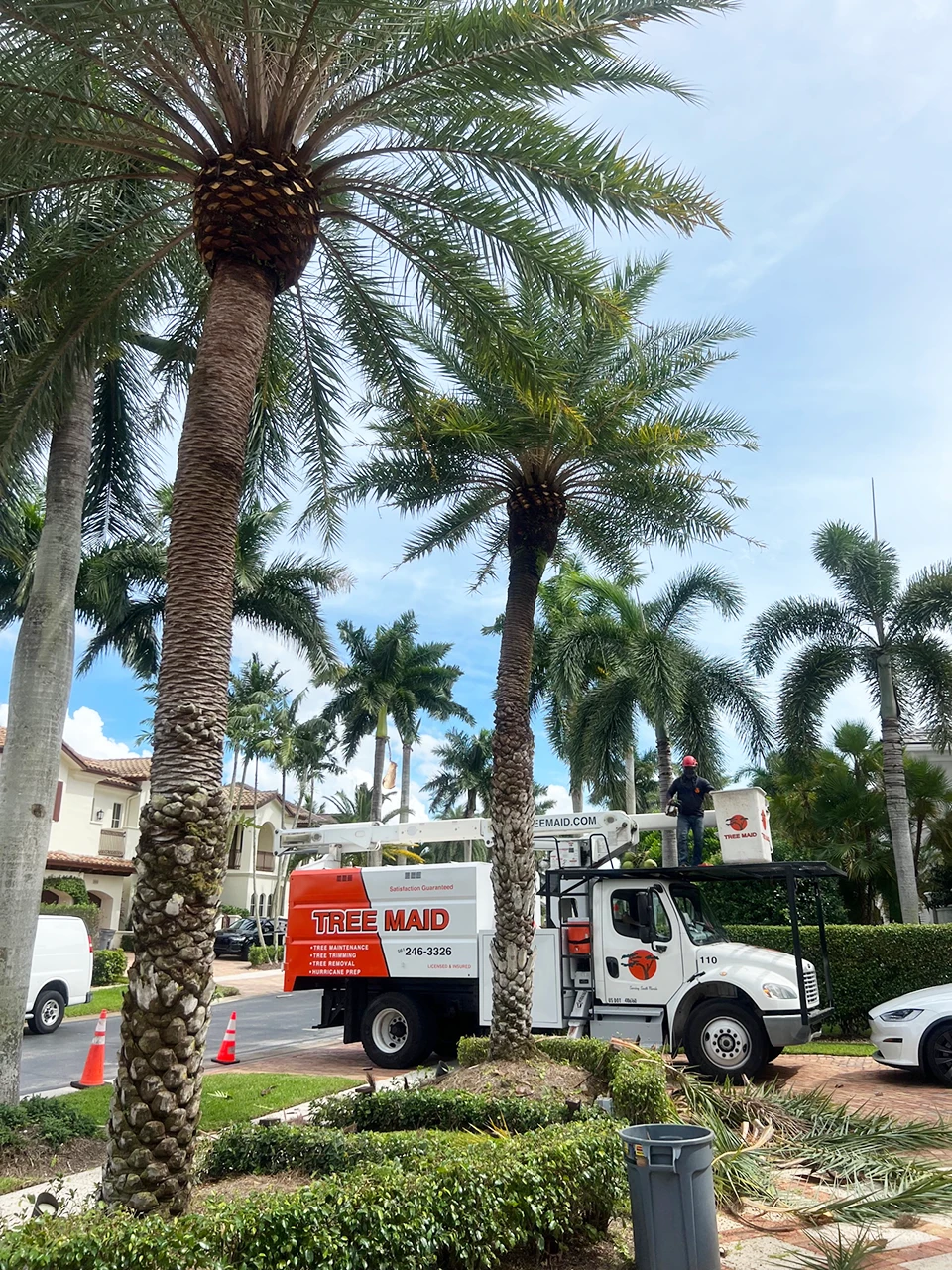 Tree Maid Tree Service - Palm Tree Crowning & Reduction Tree Service