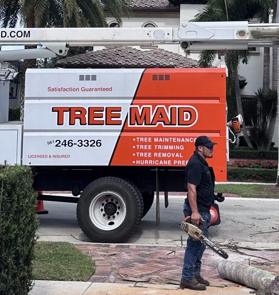 Professional tree stump removal Lake Worth Beach and Palm Beach County, Florida by Tree Maid Tree Service