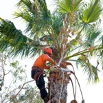 Palm Tree Trimming Boca Raton: What We've Learned Trimming Thousands of Palms | Expert Tree Services, Palm Trimming, & Tree Care in Lake Worth & Palm Beach County | Palm Tree Trimming Boca Raton | Palm tree trim and pruning guide for homeowners and businesses - save $25k! Satisfaction guaranteed with Tree Maid professional tree service Delray Beach. |%org_url%