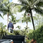 Worker trimming palm trees with equipment