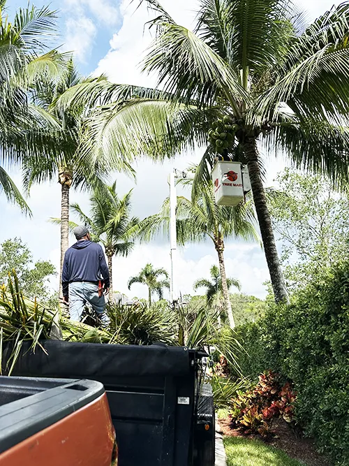 Your Property Deserves The Best Professional Palm & Tree Services. Call Us 561-246-3326 For Tree Service Near You for Tree Removal, Palm & Tree Trimming, or Stump Removal in Palm Beach County.