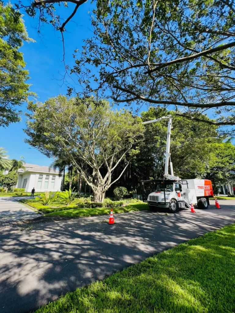 Tree maintenance truck near lush greenery