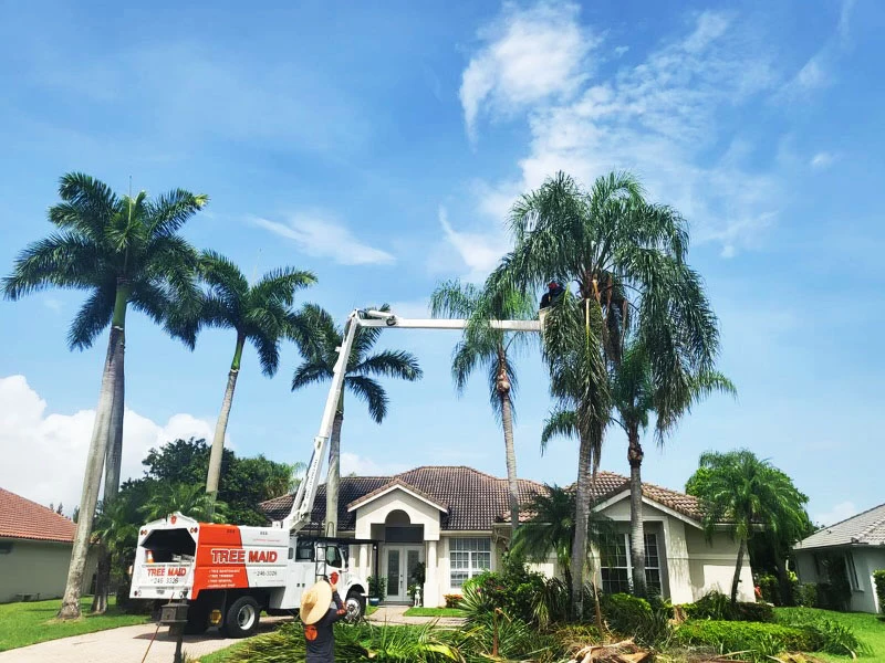 Tree care and trimming by Tree Maid - palm pruning Wellington, FL with 100% satisfaction promise.
