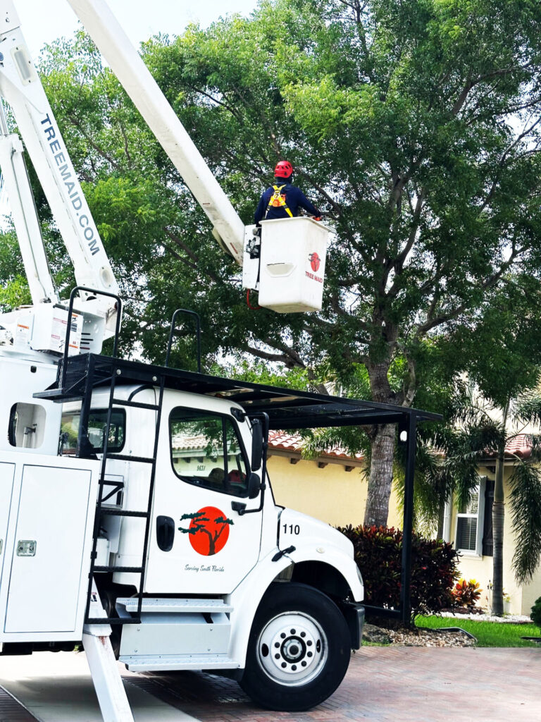 Live Oak Tree Trimming and palm tree removal by tree maid. Palm Beach County tree service near me