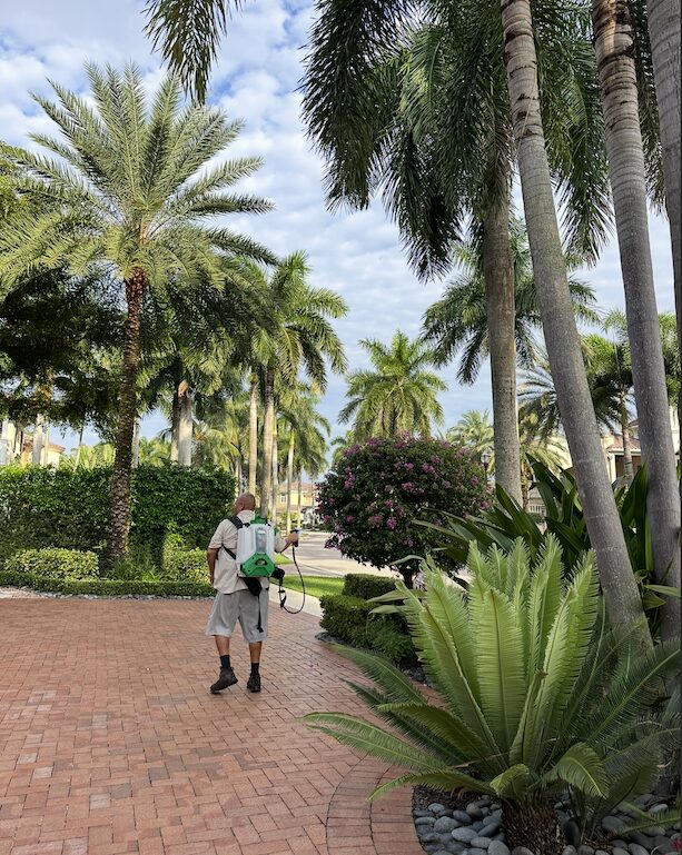 Tree Maid staff watering and spraying palm tree and tree disease treatment in Lake Worth, FL
