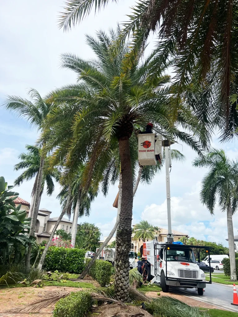 Complete Tree Care Guide for Palm Beach County Homeowners (Tree Care FAQs): Your Questions About Trimming, Removal & Maintenance Answered | Expert Tree Services, Palm Trimming, & Tree Care in Lake Worth & Palm Beach County | Get expert answers to your tree care questions! Learn essential insights on trimming and removal to keep your trees healthy and safe. tree care https://www.treemaid.com tree care and tree trimming with workers and truck for Tree Maid Tree trimming and tree removal near you
