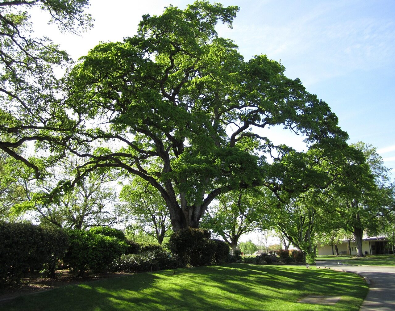 tree, nature, oak tree, live oak, green, landscape, oak tree, oak tree, live oak, live oak, live oak, live oak, live oak