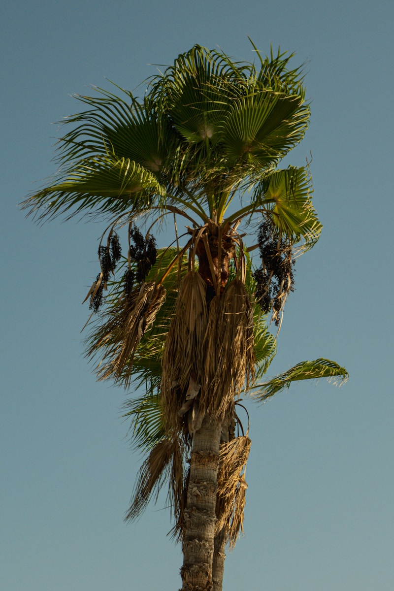 a tall palm tree with lots of leaves. tree assessment and palm tree disease treatment boynton beach, tree service near me, tree trimming near me, Tree Maid tree service