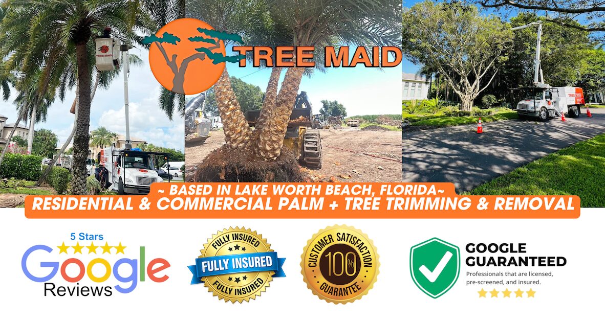 Home | Expert Tree Services, Palm Trimming, & Tree Care in Lake Worth & Palm Beach County | Tree Trimming,Tree Service Near Me,Palm Trimming Near Me,Tree Removal Near Me,Tree Stump Removal | Your Property Deserves The Best Professional Palm & Tree Services. Call Us 561-246-3326 For Tree Removal, Palm & Tree Trimming, or Stump Removal in Palm Beach County. |%org_url%