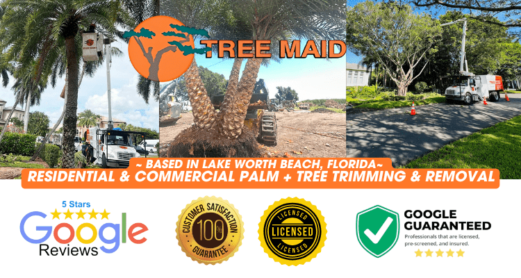 Tree Maid tree trimming and tree removal service near you Lake Worth, FL
