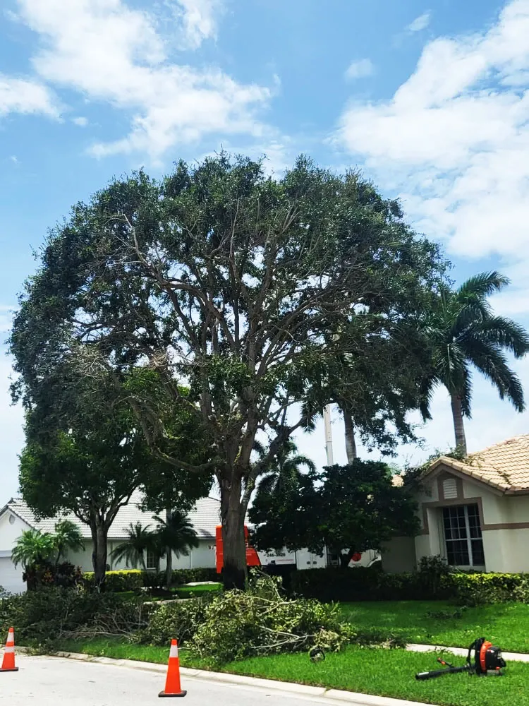Large tree with trimmed branches and debris cleared by Tree Maid crew in Palm Beach County