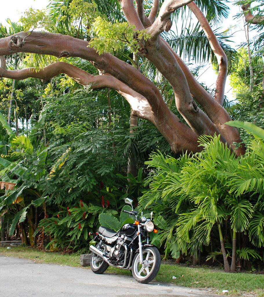 Gumbo Limbo tree at property